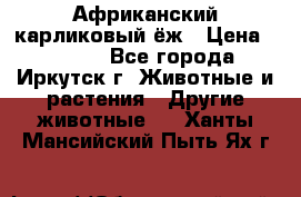 Африканский карликовый ёж › Цена ­ 6 000 - Все города, Иркутск г. Животные и растения » Другие животные   . Ханты-Мансийский,Пыть-Ях г.